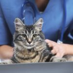 Things You Must Know About Vets
