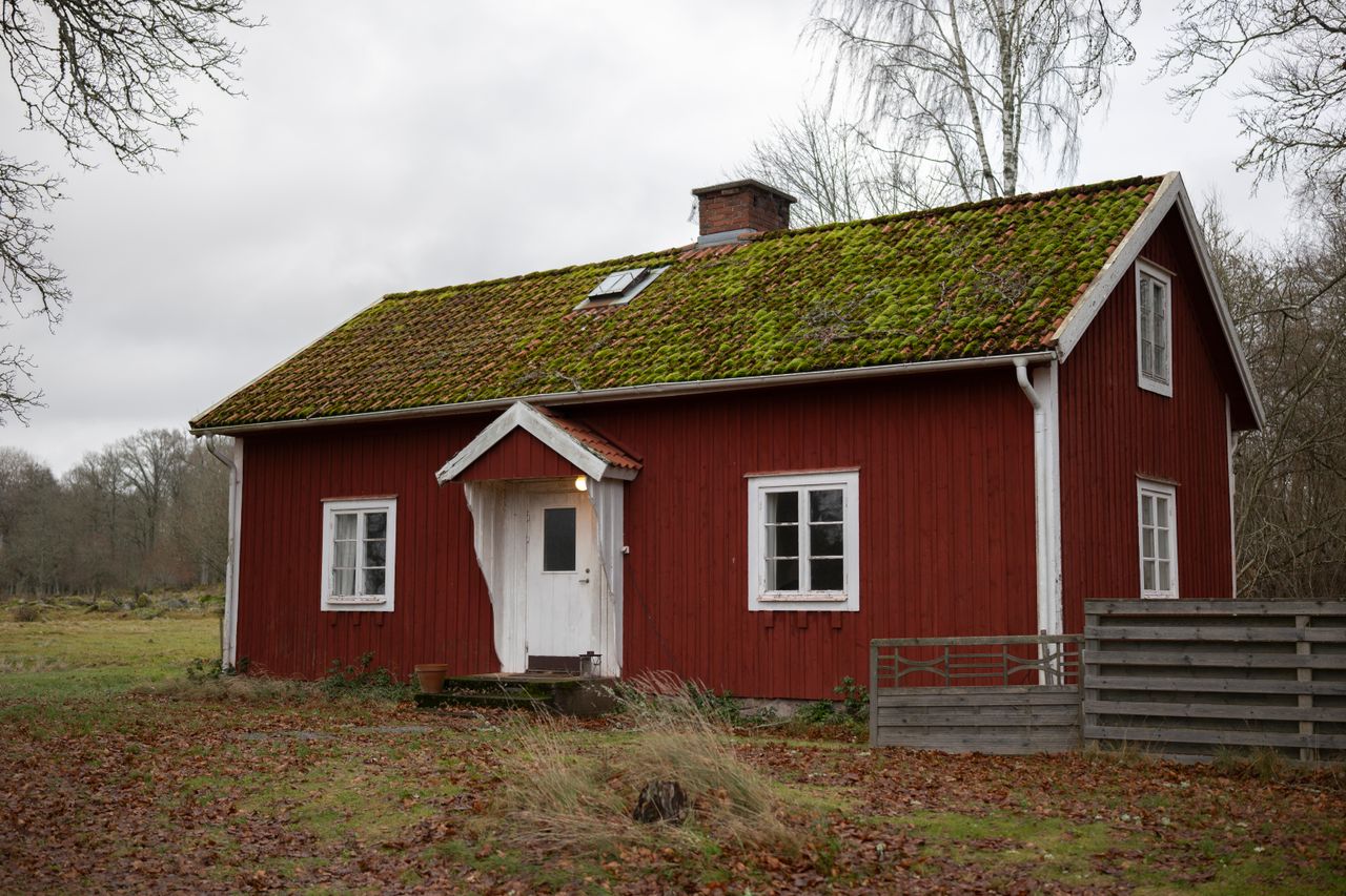 How Roof Cleaning Prevents Moss Damage and Water Intrusion